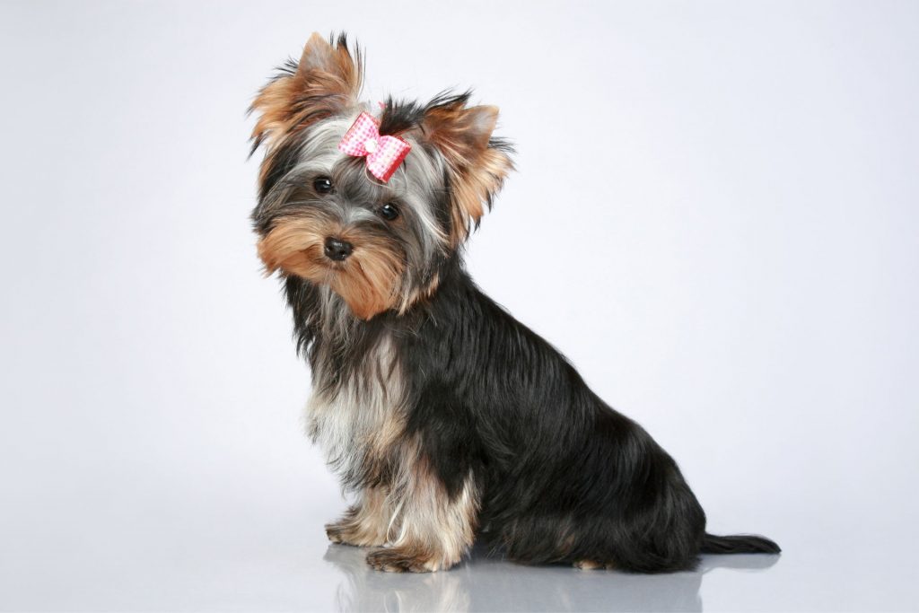 cachorros yorkshire venta